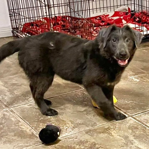 picture of the dog needing adoption