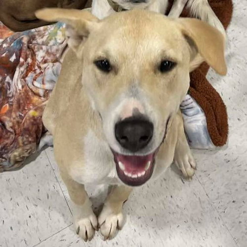 Burdy, an adoptable Labrador Retriever in Mobile, AL