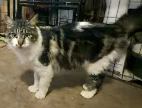 picture of the cat needing adoption