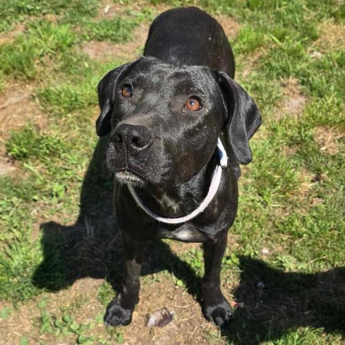 Onyx, an adoptable Labrador Retriever in Mobile, AL