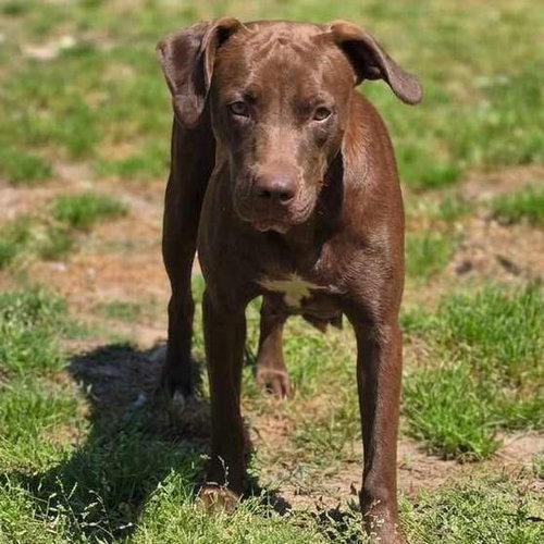 Mollie, an adoptable Labrador Retriever in Mobile, AL