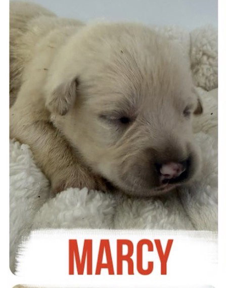 Marcy Image