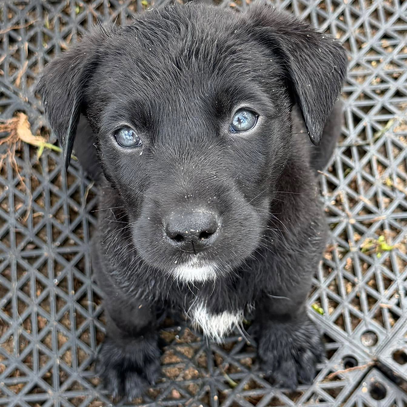 Mowgli Image