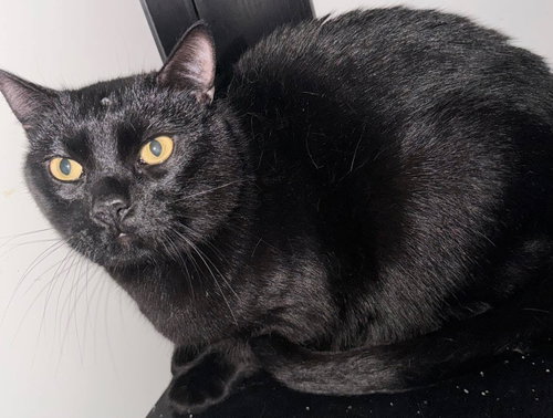 Binx photo 2