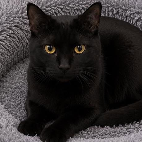 Binx