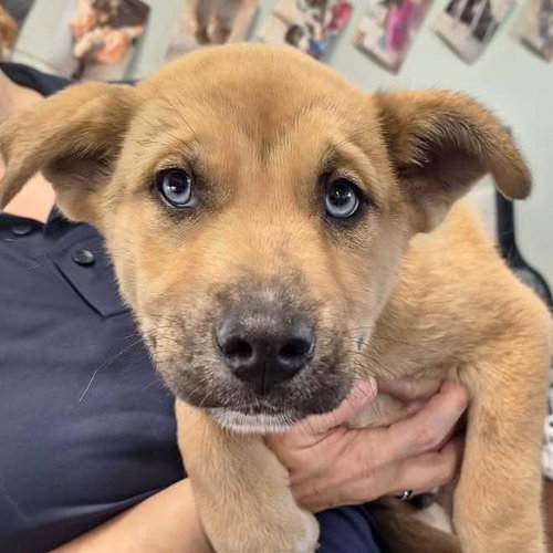 picture of the dog needing adoption