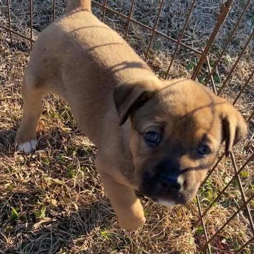 picture of the dog needing adoption
