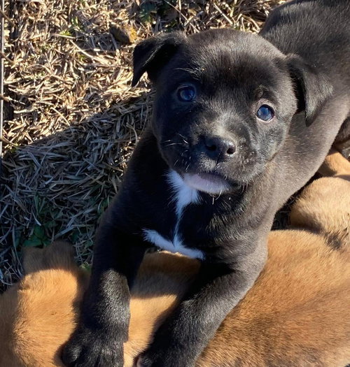picture of the dog needing adoption