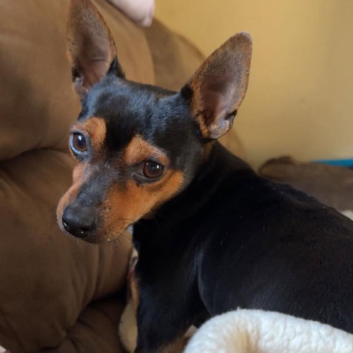 picture of the dog needing adoption