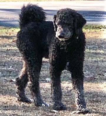 picture of the dog needing adoption