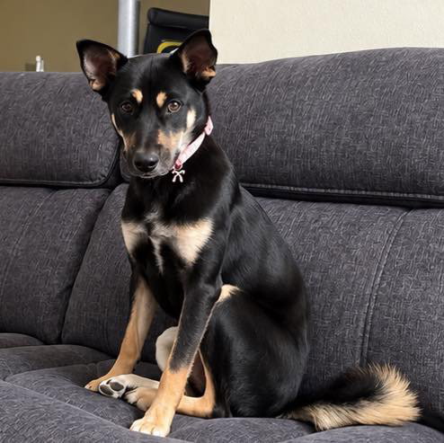 Melody, a dog for adoption from Wags and Whiskers Animal Rescue League
