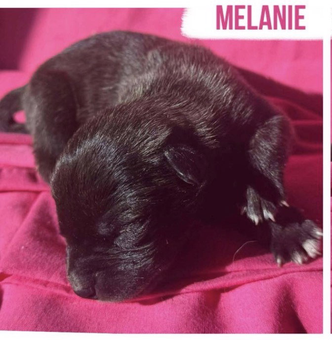 Melanie Image