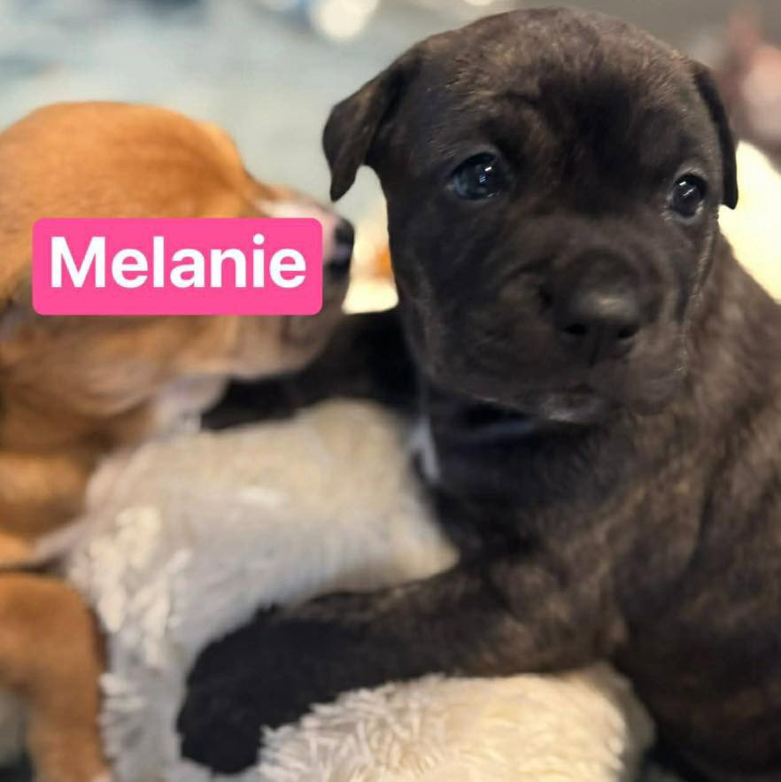 Melanie Image