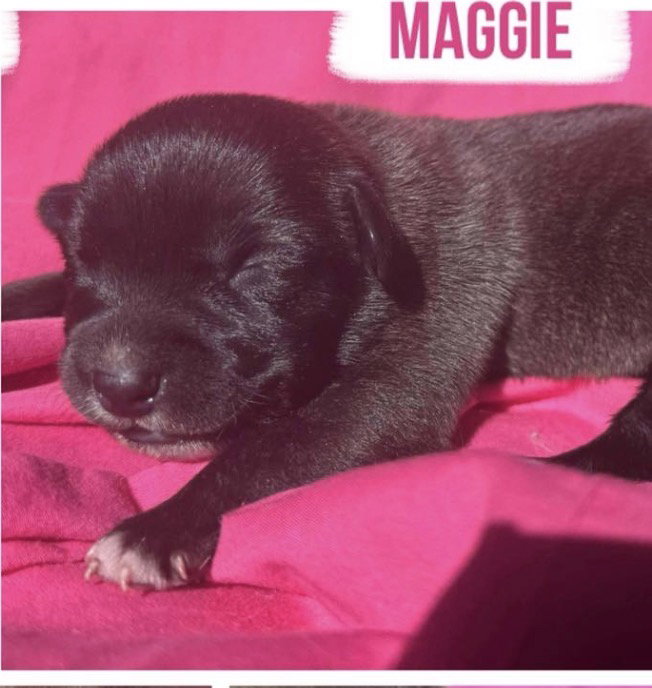 Maggie Image