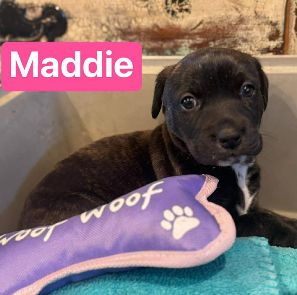 Maddie Image