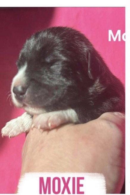 Moxie Image
