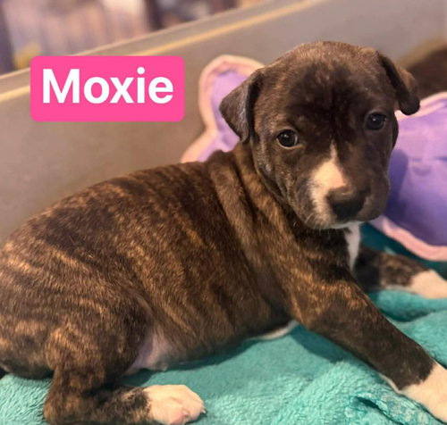 Moxie — thumbnail 2