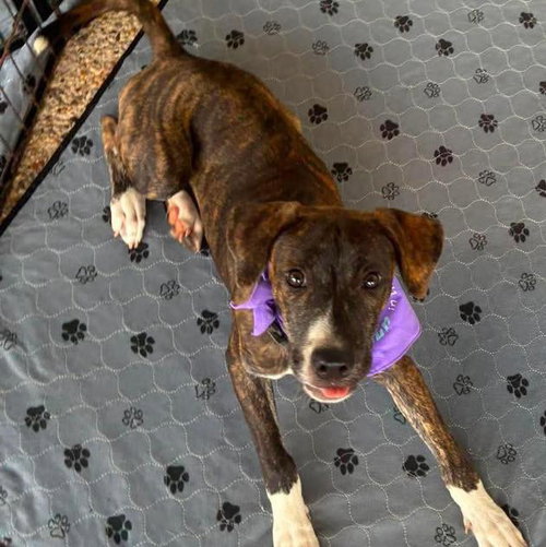 Moxie, a dog for adoption from Wags and Whiskers Animal Rescue League