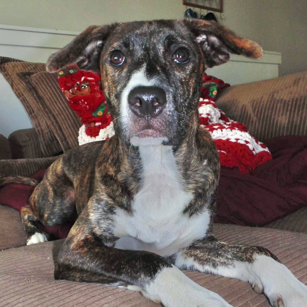 Moxie, photo 7