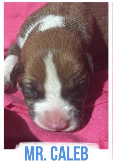 picture of the dog needing adoption