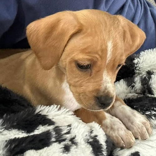 picture of the dog needing adoption