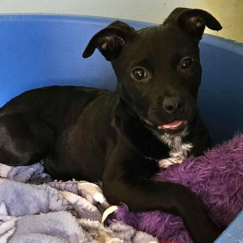picture of the dog needing adoption