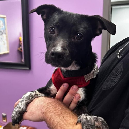 picture of the dog needing adoption