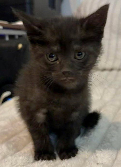 picture of the cat needing adoption