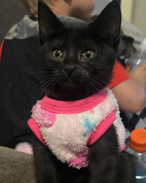 picture of the cat needing adoption