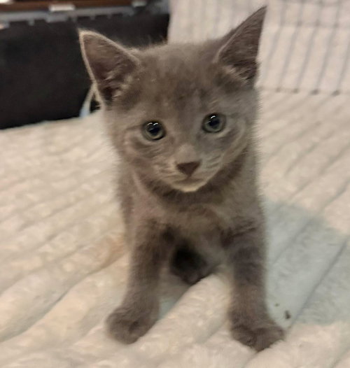 picture of the cat needing adoption