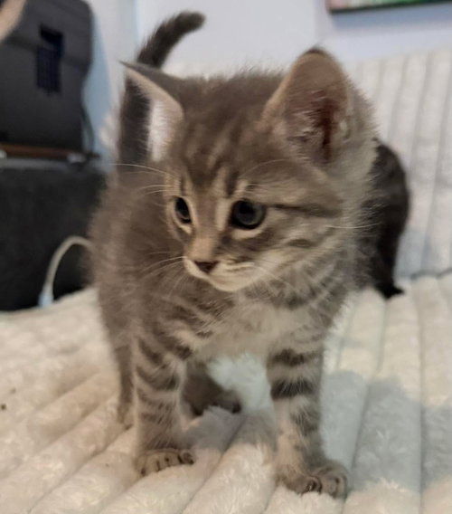 picture of the cat needing adoption