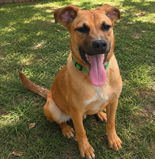 Papi, a dog for adoption from Wags and Whiskers Animal Rescue League