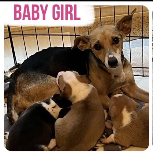 Baby Girl — thumbnail 2