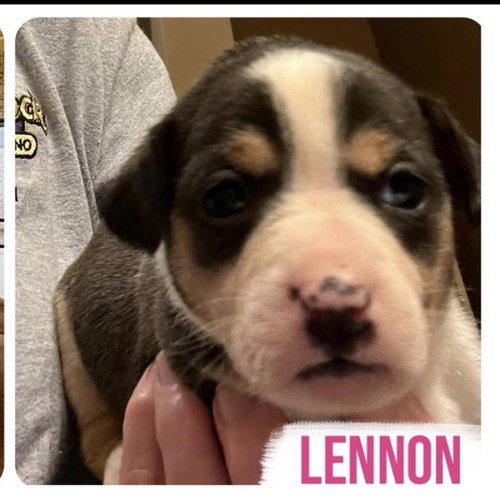Lennon — thumbnail 3