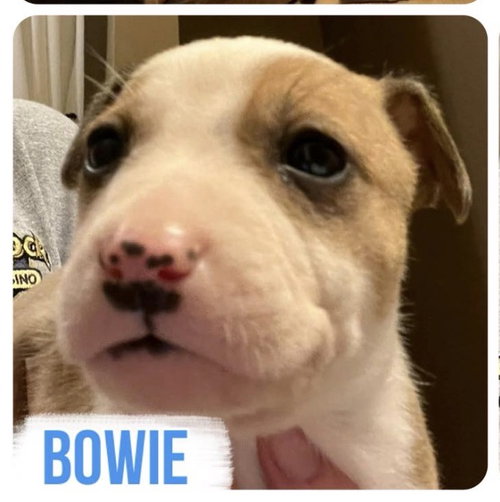 Bowie — thumbnail 3