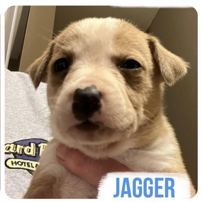 Jagger Image