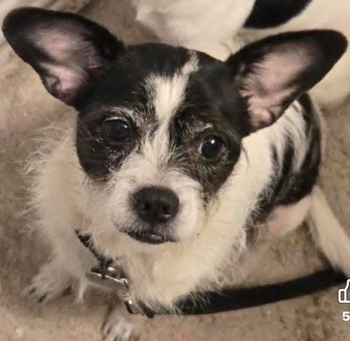 Lucy, a dog for adoption from Wags and Whiskers Animal Rescue League