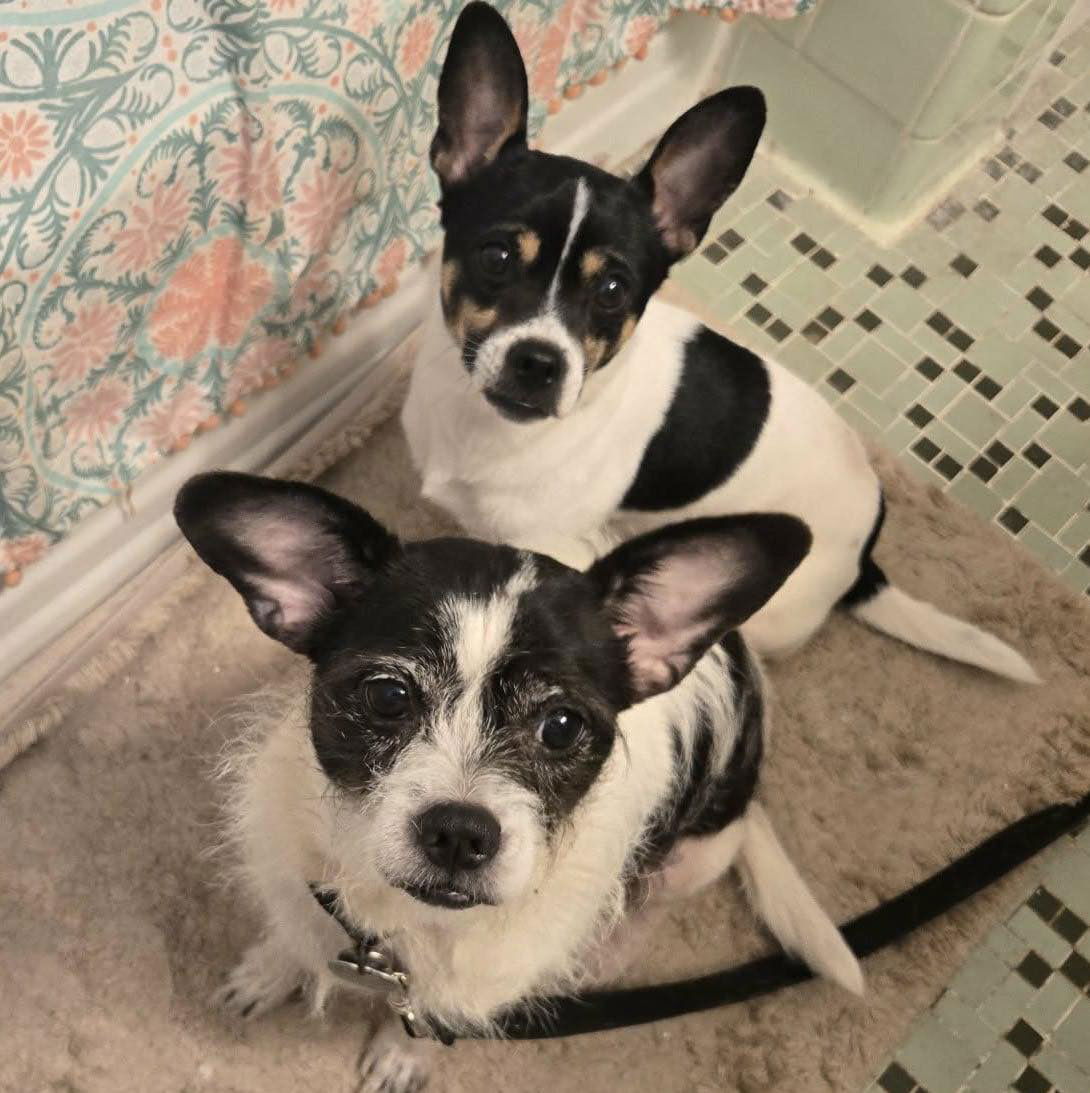 Harry & Lucy Image