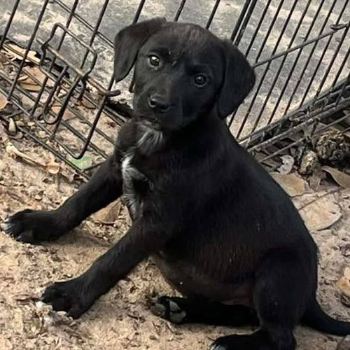 picture of the dog needing adoption