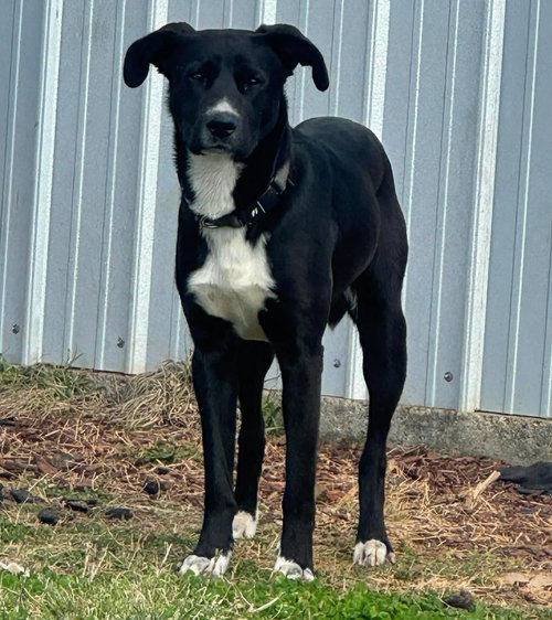 picture of the dog needing adoption