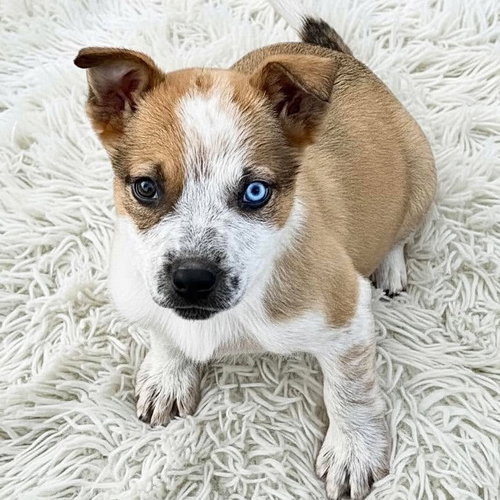 picture of the dog needing adoption