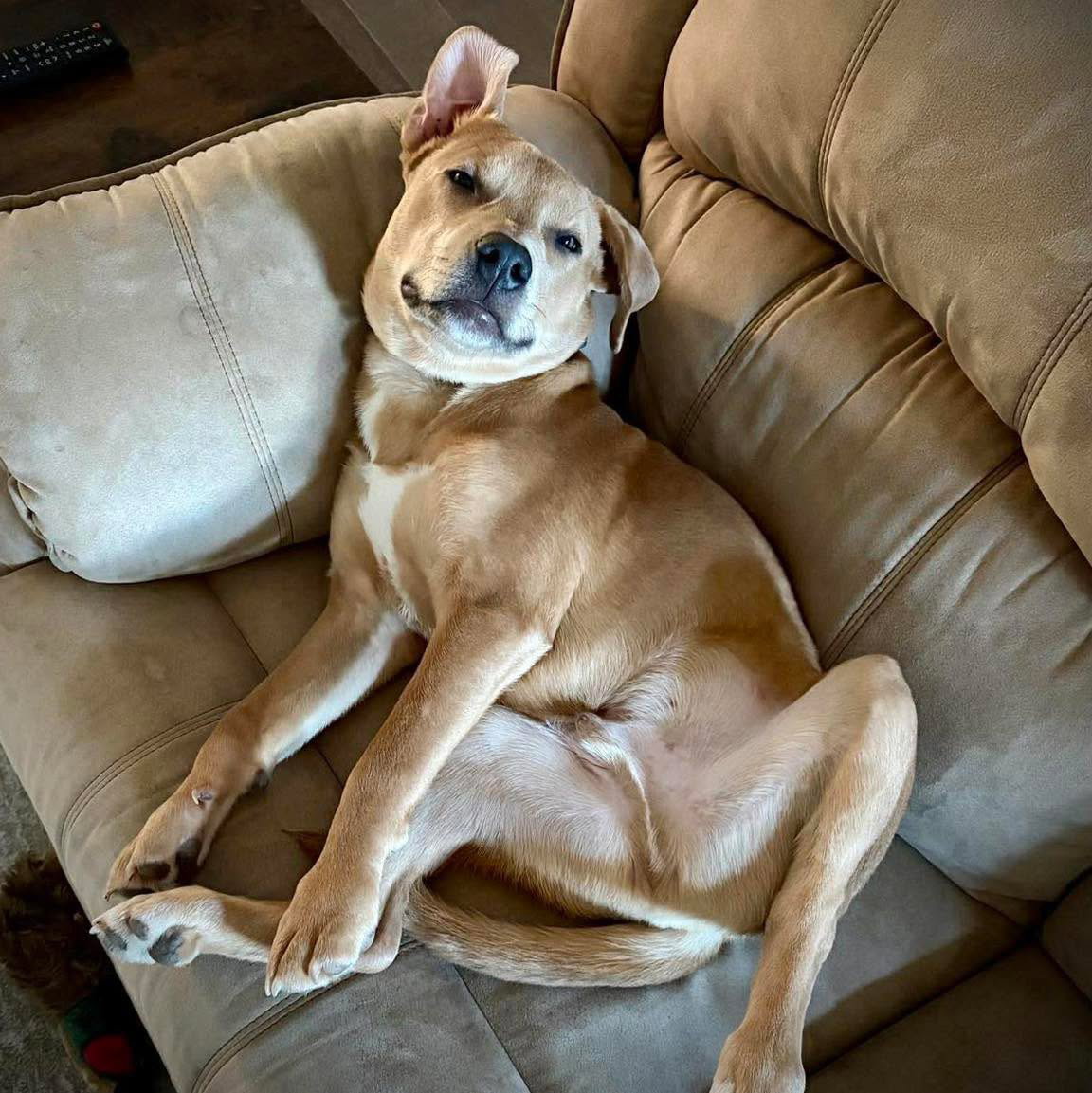 Cody Image