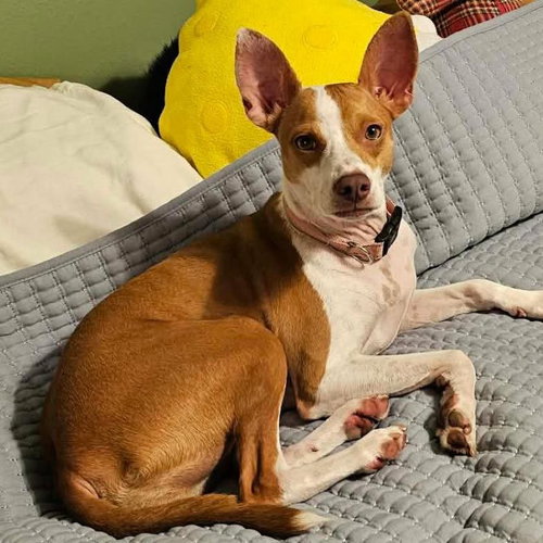 Kaiya, a dog for adoption from Wags and Whiskers Animal Rescue League