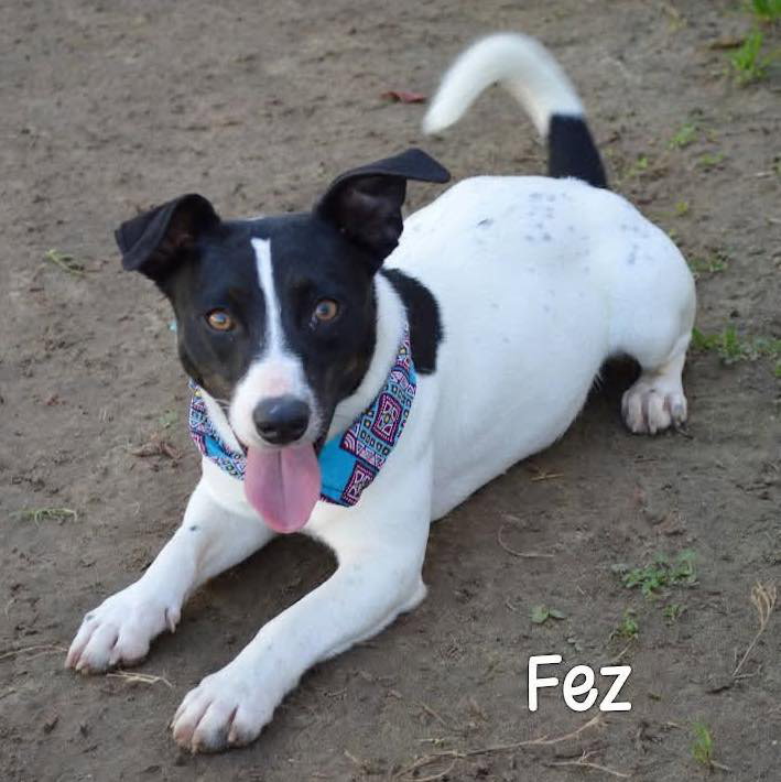Fez