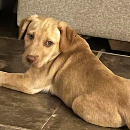 picture of the dog needing adoption