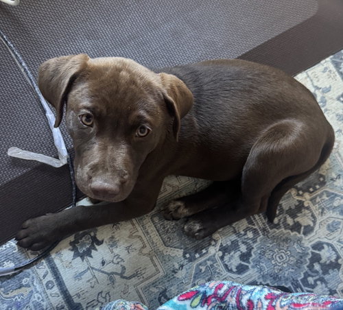 picture of the dog needing adoption