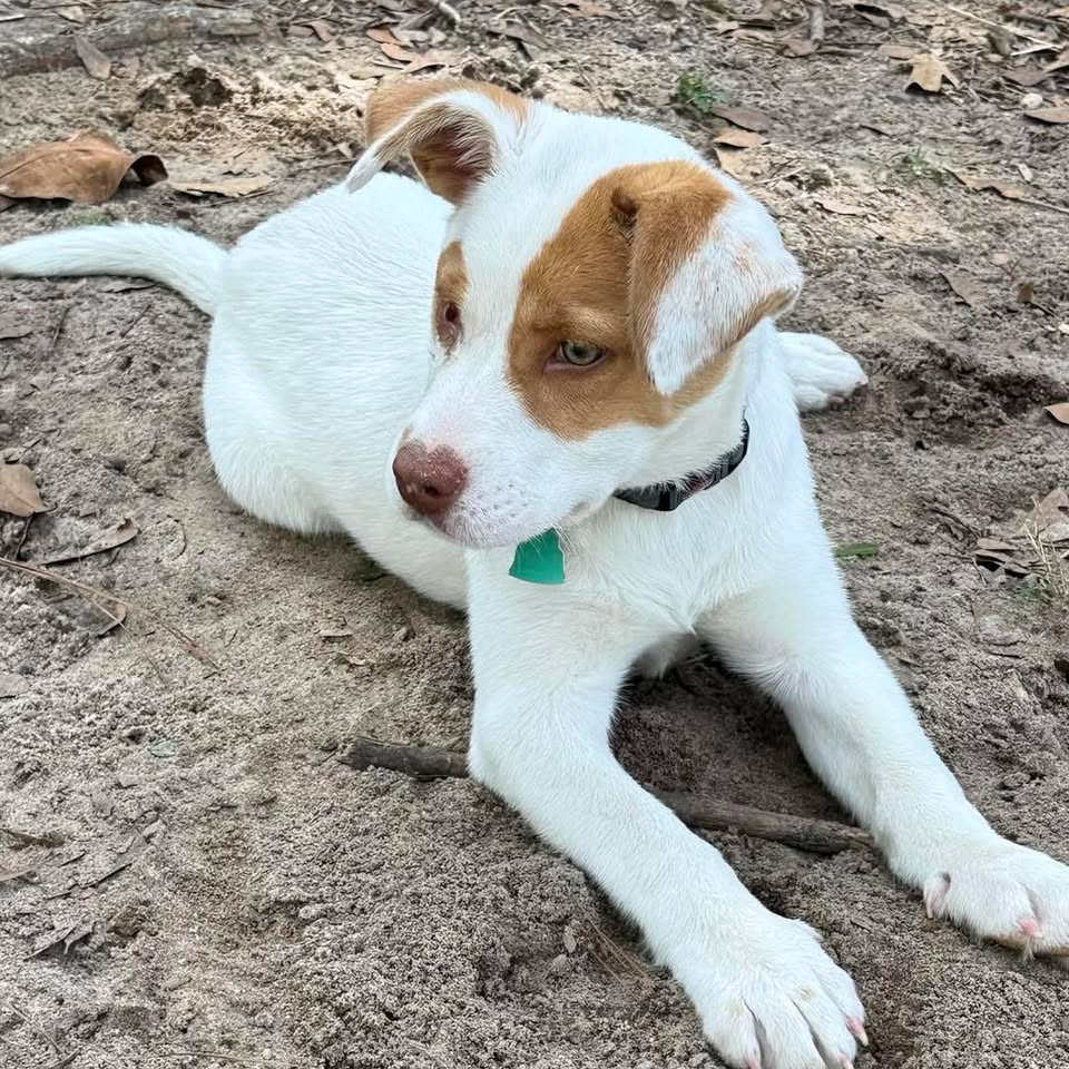 Sadie Image