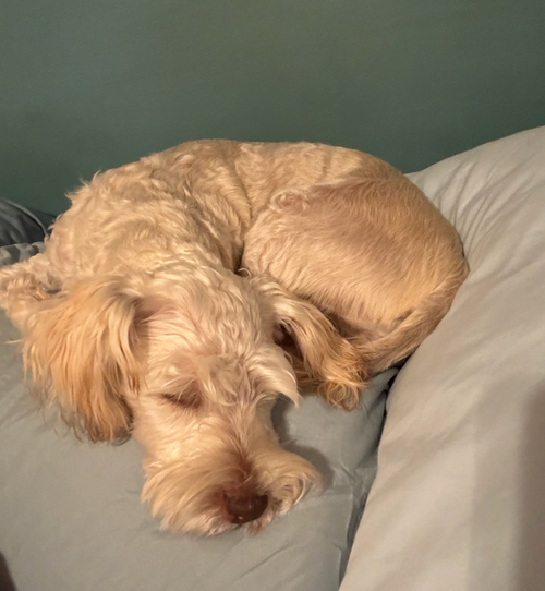 Miles, an adoptable Schnauzer in Mobile, AL