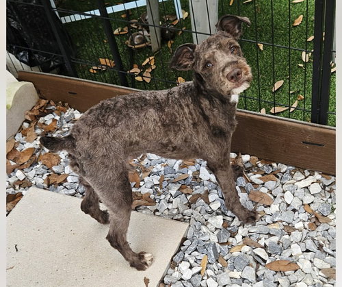 Benjamin, an adoptable Schnauzer in Mobile, AL