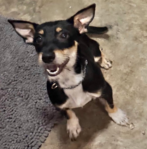 Trixie, an adoptable Terrier in Mobile, AL